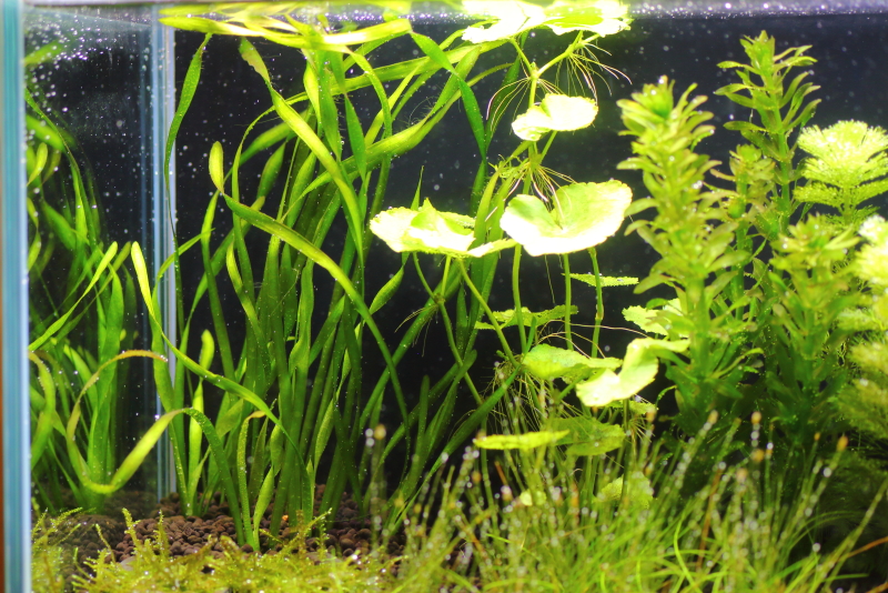 植栽から9日目　スクリューバリスネリア